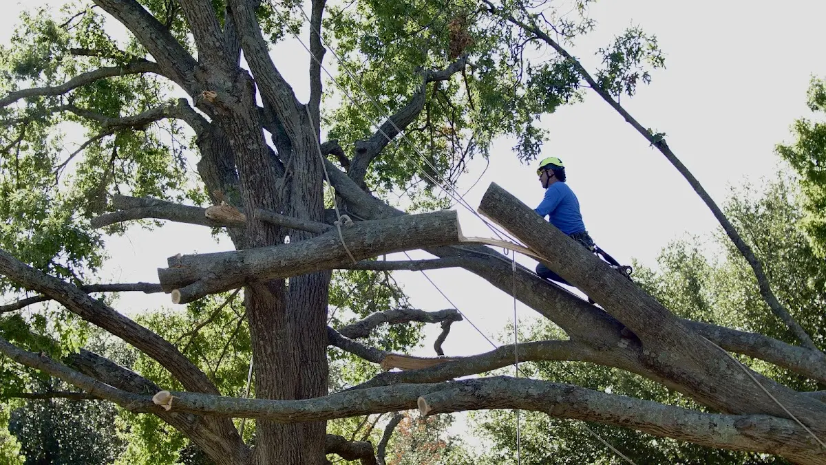 Professional Crown Thinning performed by certified arborists in Joice