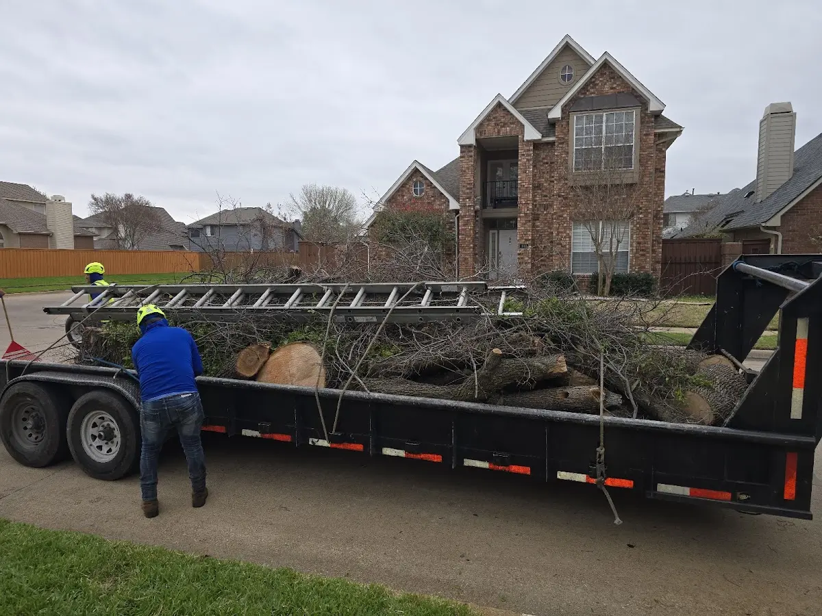 Expert Tree Removal with proper safety equipment in Joice